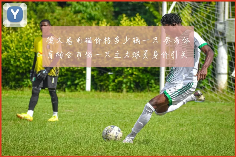 德文卷毛猫价格多少钱一只 参考体育转会市场一只主力球员身价引关注